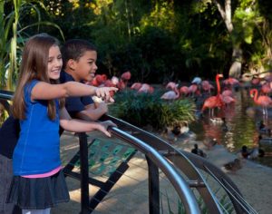 girl and boy at zoo pointing at flamingos