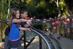 Zoo- two kids with flamingos